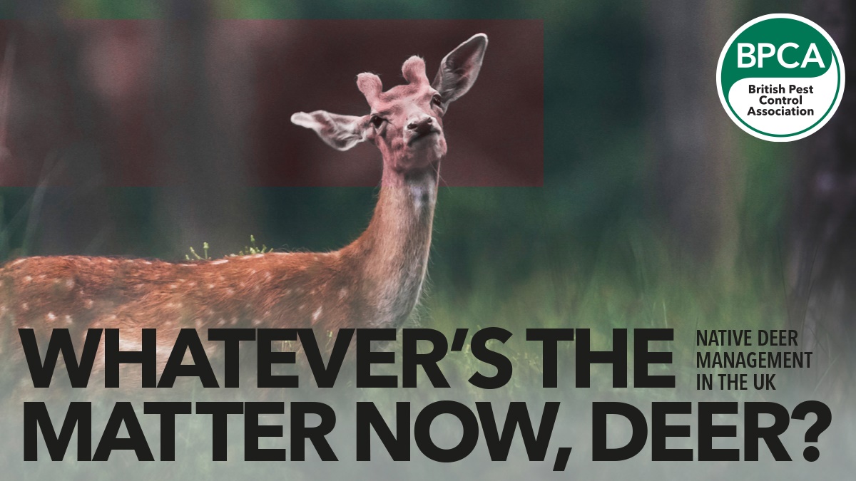 deer hero deer hero